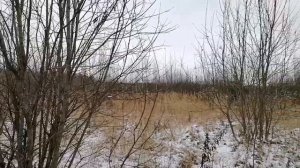 Охота с русской гончей на зайца работа молодых гончих