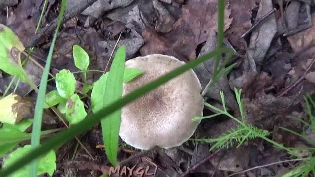 Как растут грибы Говорушки и Рядовки в лесу. смотреть онлайн