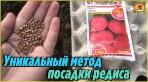 Уникальный метод посадки редиса Пошаговая инструкция для получения небывалого урожая Дачные советы
