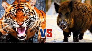 Амурский тигр против кабана секача-КТО ПОБЕДИТ!!!//батл животных//ANIMALS BATTLE BIT