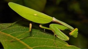 Как ухаживать за древесным богомолом.