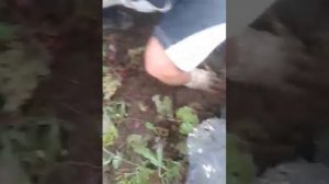 выращивание картошки в ящиках. часть первая.