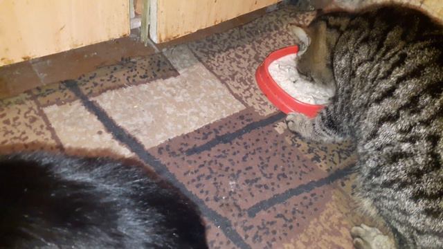 Славянск. 29 ноября 2022г. Ужин мохнатиков... смотреть онлайн