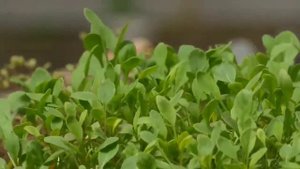 *ZION - ваш личный агроном ?