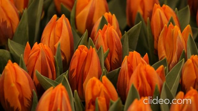 РЕЛАКС МУЗЫКА НА ФОНЕ ТЮЛЬПАНОВ. РАССЛАБЛЕНИЕ.КРЕПКИЙ СОН.ВОССТАНОВЛЕНИЕ НЕРВНОЙ СИСТЕМЫ.Relaxation смотреть онлайн