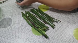 Размножение роз методом Буррито. Часть 2