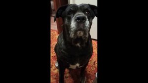 Говорят, что порода Кане корсо слюнявая.  Слюнявая порода или нет?!