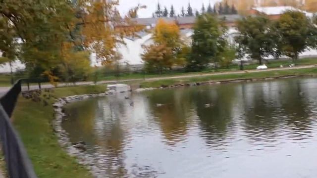 пруд Николо-Угрешский монастырь, лебеди, утки (г.Дзержинский Московской области) смотреть онлайн