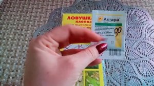 Вредитель на фуксии????Как бороться с белокрылкой???#садвцветах #фуксия #вредители #цветы #flowers