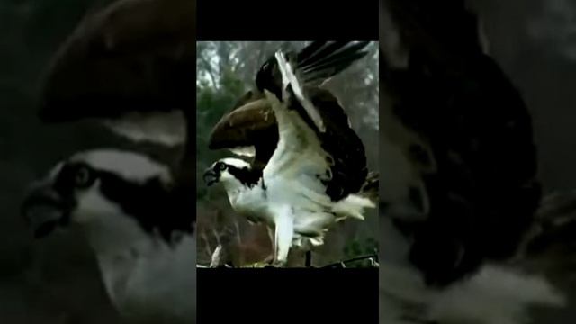 Звук птиц ночью в горах