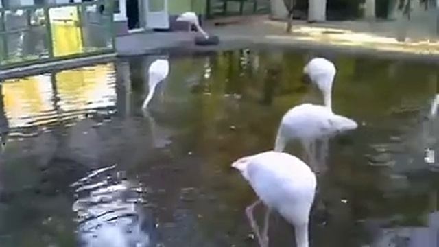 Релакс видео Экзотические животные смотреть онлайн