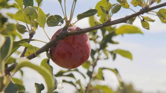 Яблоня «Серебряное копытце». То самое наливное яблочко из русских сказок!