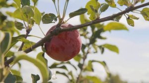 Яблоня «Серебряное копытце». То самое наливное яблочко из русских сказок!
