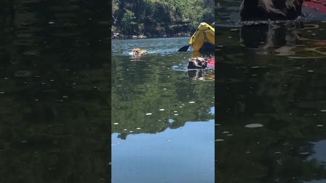 Kayak trip with Rocky & Mini