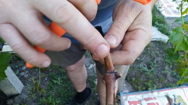 Прививка винограда прививочным секатором в июне смотреть онлайн