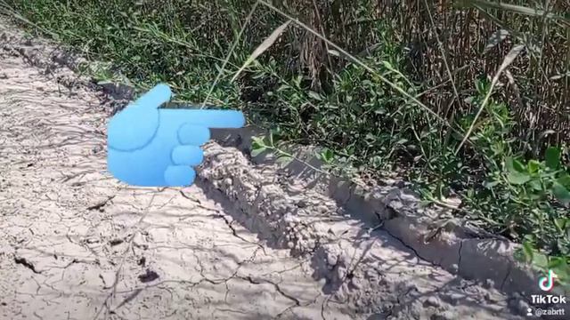 большая ящерица на даче смотреть онлайн