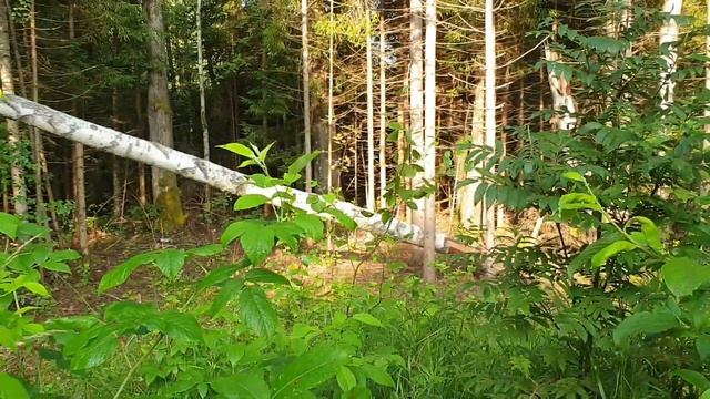 По утренней росе. смотреть онлайн