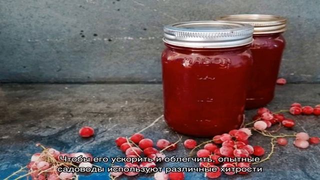 Когда собирать красную смородину и как сделать это быстро