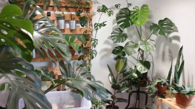 HOW TO DECORATE YOUR HOUSE WITH BIG PLANTS Ft. Alocasia Metalhead + Monstera Deliciosa