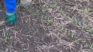 Всходы озимой пшеницы. Корневая радует, значит всё делаем правильно!!!