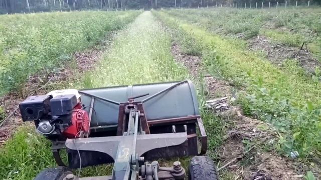 Мульчер на минитрактор от Дигриз. Первый покос междурядий.