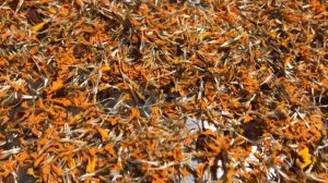 Бархатцы, Кавказский шафран. Польза для зрения и всего организма.