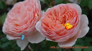 Роза парковая Абрахам Дерби (rose abraham darby) ? обзор: как сажать, саженцы розы Абрахам Дерби