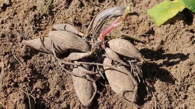 ?Как хранить георгины? | Как сохранить георгины зимой?