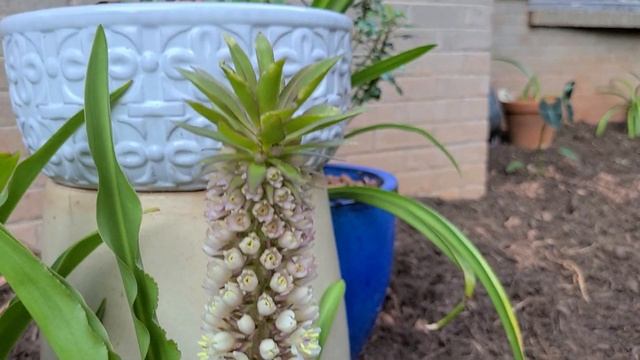 Hippeastrum San Antonio Rose Hippeastrum puniceum and Eucomis comosa