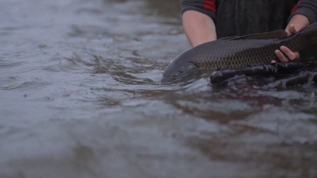 ЛОВЛЯ КАРПА РАННЕЙ ВЕСНОЙ в марте апреле ! Как и на что ловить карпа весной? смотреть онлайн