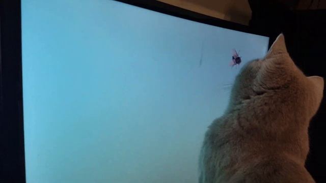 #131 Кошка и муха (#британские #кошки #happy #cats #сара #sara) смотреть онлайн