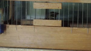 Melanocorypha calandra- ДЖУРБАЙ- СТЕПНОЙ ЖАВОРОНОК