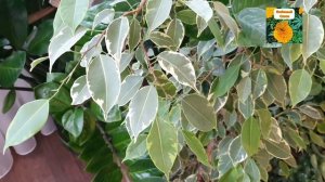 Фикус Бенджамина.  Полная инструкция по выращиванию.