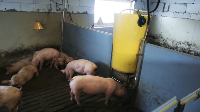 Откорм свиней. 1 партия 35дней