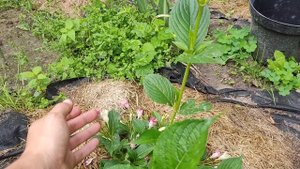 Вейгела Марджори