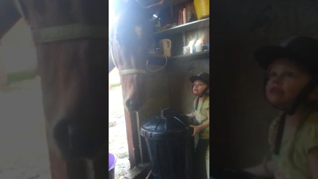 Our horse Jenny trying get in her feed bin смотреть онлайн