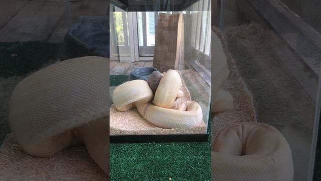 LIVE FEEDING Albino boa eat   #albino #albinoboa #boa #boaconstrictor #boasnake #redtailboa #snake