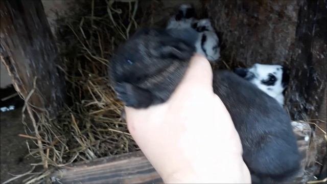 Эксперимент Строкач и Новозелландский Белый  Что получили