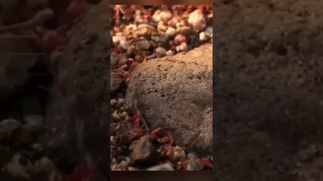 АИСТНИК СТЕФАНО ...?? смотреть онлайн