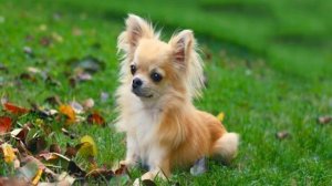 Чихуахуа: уход и содержание в домашних условиях