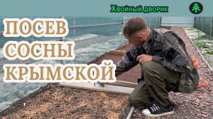 Посев семян сосны крымской в открытый грунт.Питомник "Хвойный дворик"