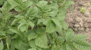 Самый Простой способ навсегда избавиться от колорадского жука без химии