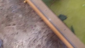 Крокодилы в зоопарке ( Казань )