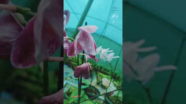 New arrivals phalaenopsis смотреть онлайн