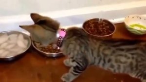 КОТЫ ПУГАЮТСЯ, Кошачьи испуги