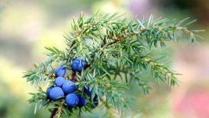 МОЖЖЕВЕЛЬНИК В МАГИИ