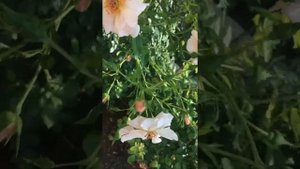 Разочарование. Роза Checkmate.