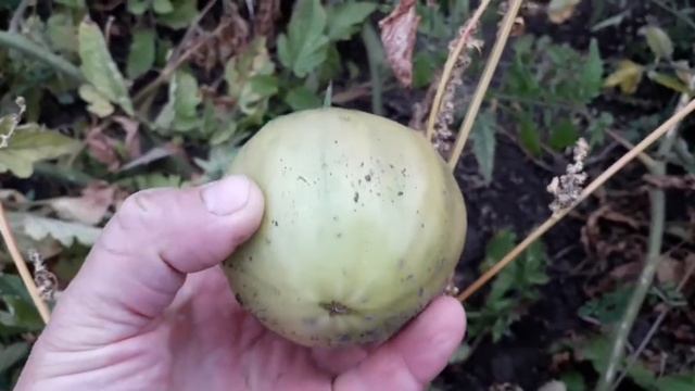 помидоры для дозаривания, когда собирать? смотреть онлайн