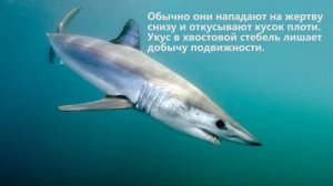 Самый Быстрый Хищник / Акула - Мако