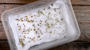 6 правил стратификации семян  Для чего ее нужно делать?